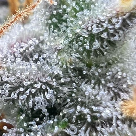 Moby-D #4 growlog timeline photo