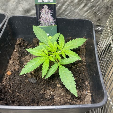 Mega Power Plant growlog timeline photo