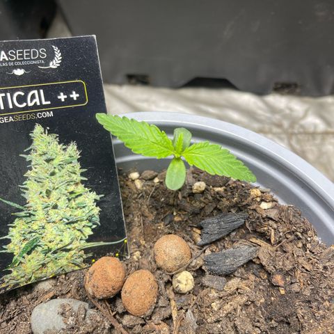 Critical + + growlog timeline photo