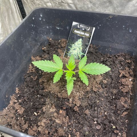 Amnesia Pro growlog timeline photo