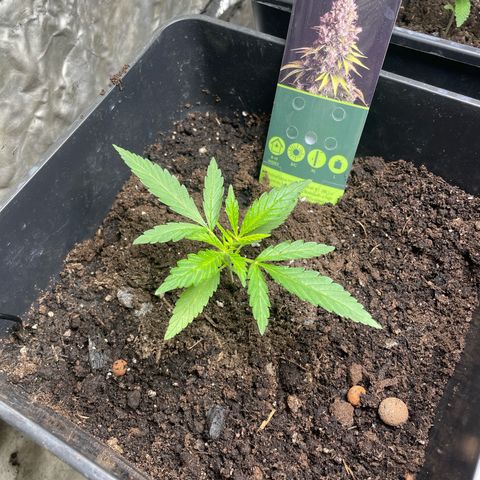 Lemon Cream Kush growlog timeline photo