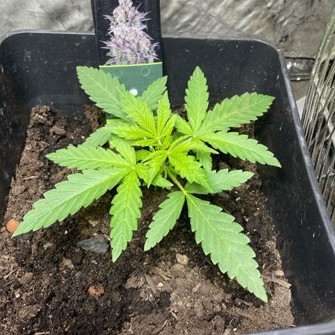 Mega Power Plant growlog timeline photo