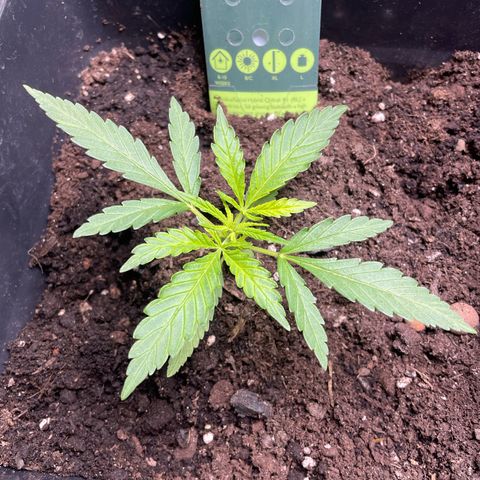 Lemon Cream Kush growlog timeline photo