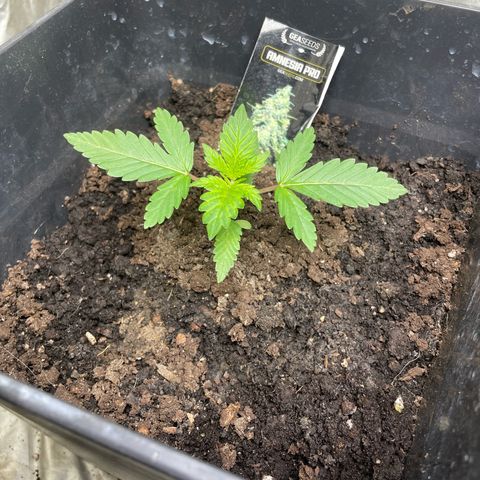 Amnesia Pro growlog timeline photo