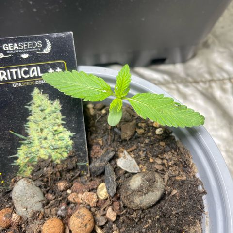 Critical + + growlog timeline photo