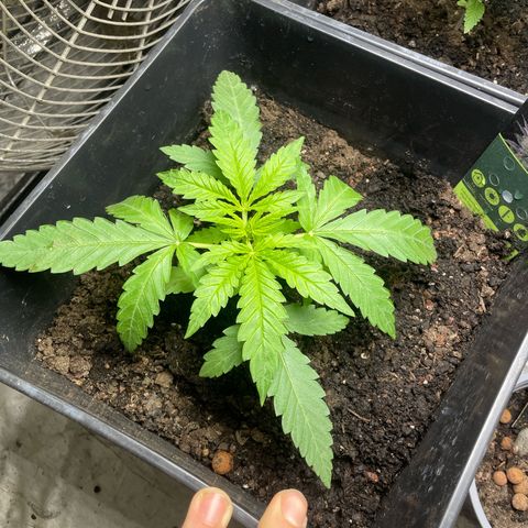 Mega Power Plant growlog timeline photo