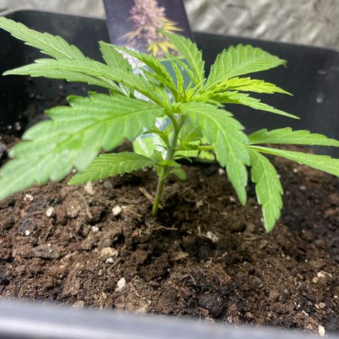 Lemon Cream Kush growlog timeline photo