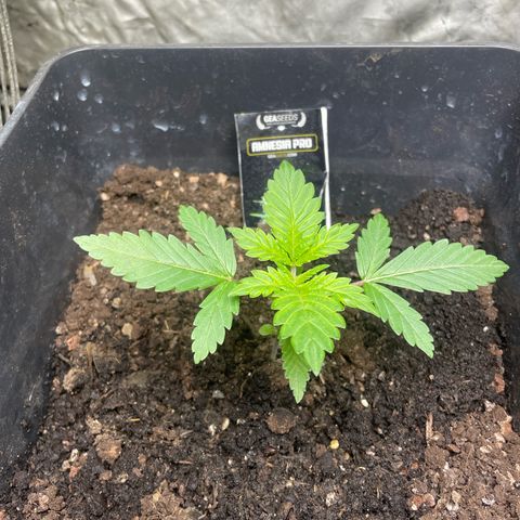 Amnesia Pro growlog timeline photo
