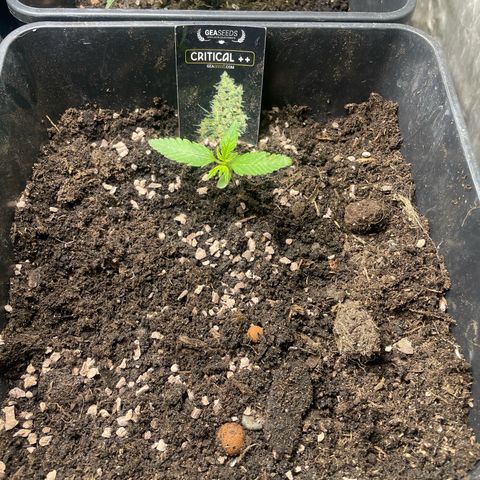 Critical + + growlog timeline photo