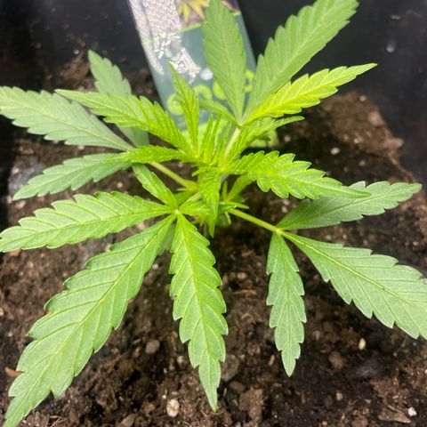 Lemon Cream Kush growlog timeline photo