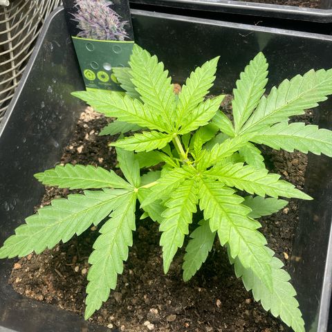 Mega Power Plant growlog timeline photo