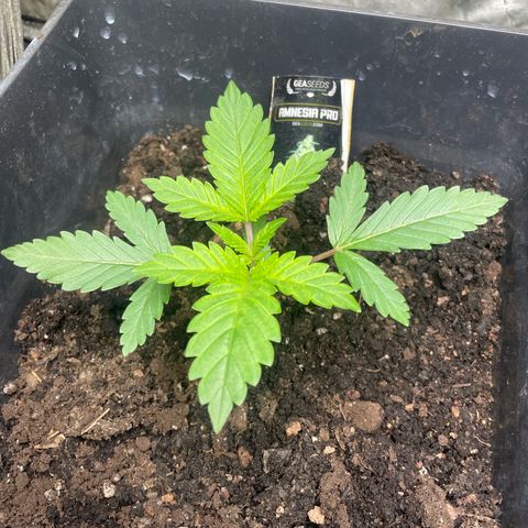 Amnesia Pro growlog timeline photo