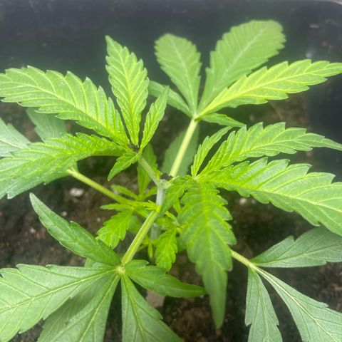 Lemon Cream Kush growlog photo: Poda apical