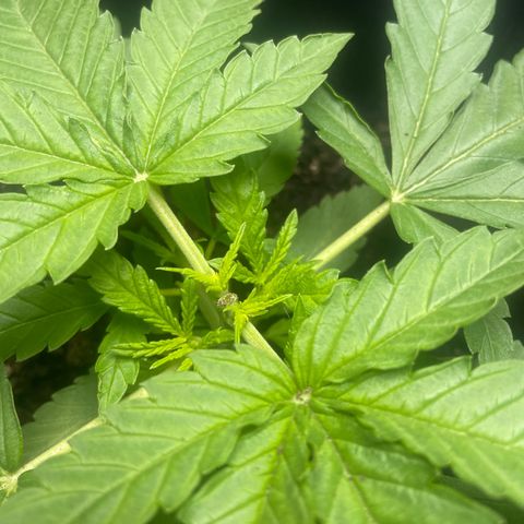 Mega Power Plant growlog photo: 2 días después de poda apical