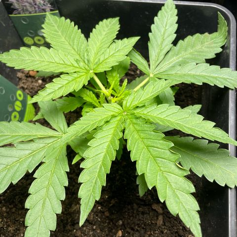 Mega Power Plant growlog timeline photo