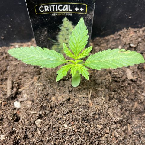 Critical + + growlog timeline photo