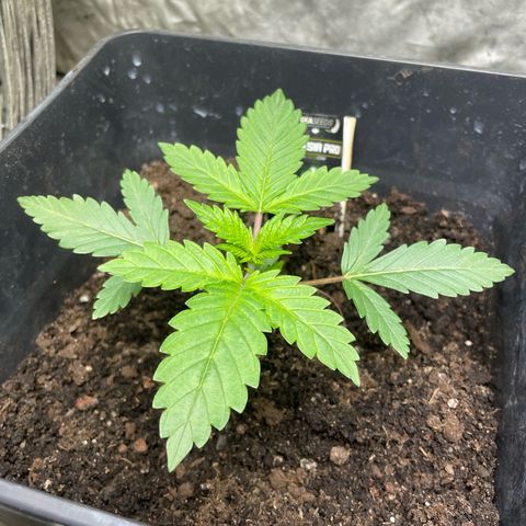 Amnesia Pro growlog timeline photo