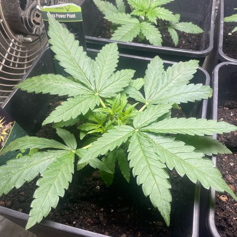 Mega Power Plant growlog timeline photo