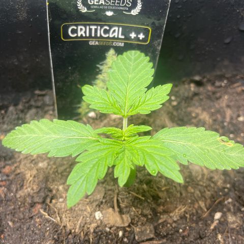 Critical + + growlog timeline photo