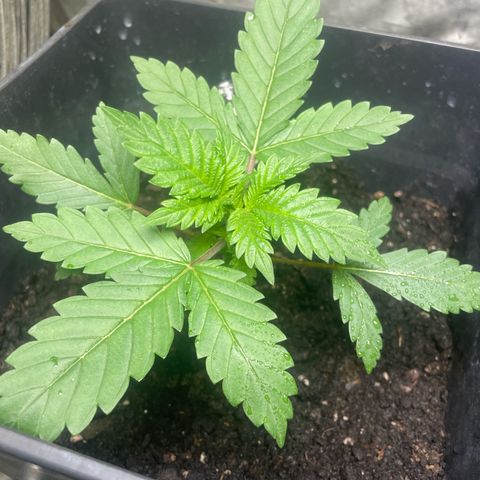 Amnesia Pro growlog timeline photo