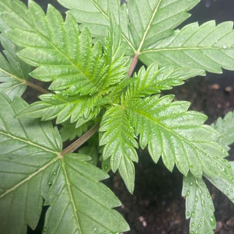 Amnesia Pro growlog timeline photo