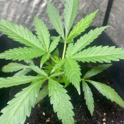 Lemon Cream Kush growlog photo: 1 día después de poda apical 