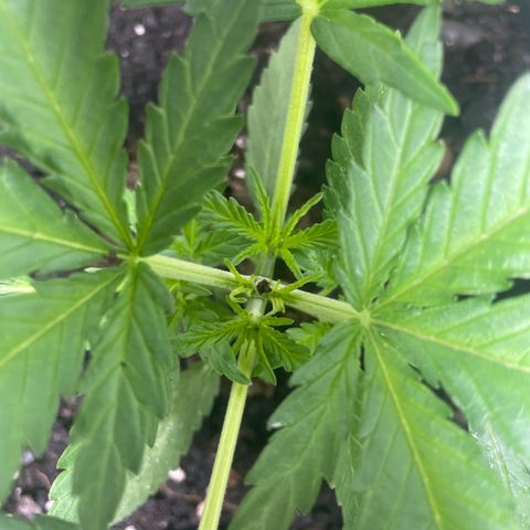 Lemon Cream Kush growlog photo: 1 día después de poda apical 
