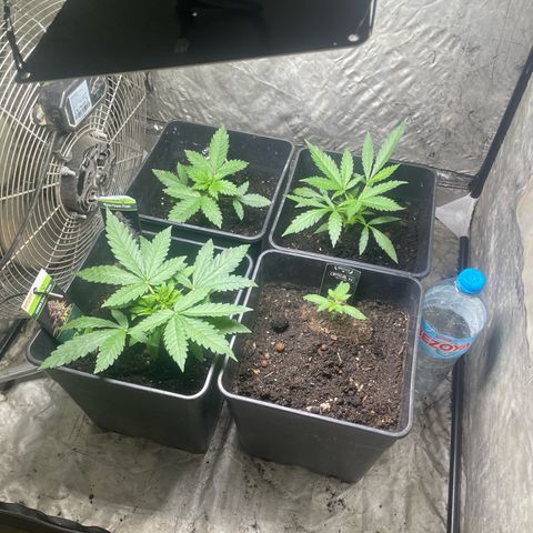 Critical + + growlog timeline photo