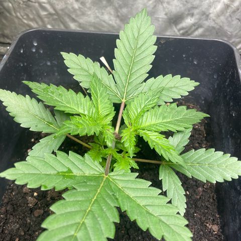 Amnesia Pro growlog timeline photo