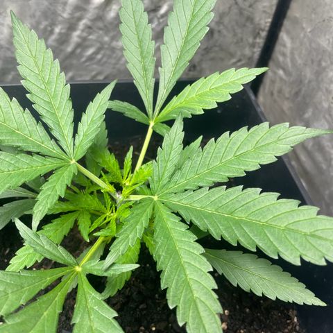 Lemon Cream Kush growlog timeline photo