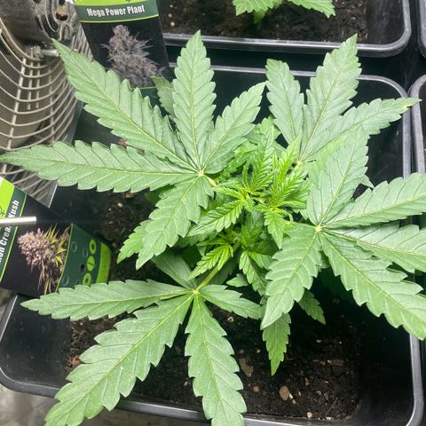 Mega Power Plant growlog timeline photo