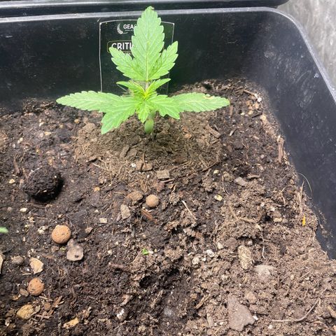 Critical + + growlog timeline photo