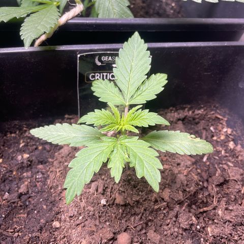 Critical + + growlog timeline photo