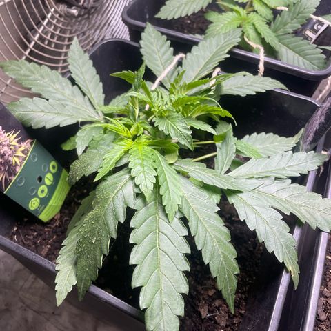 Mega Power Plant growlog timeline photo