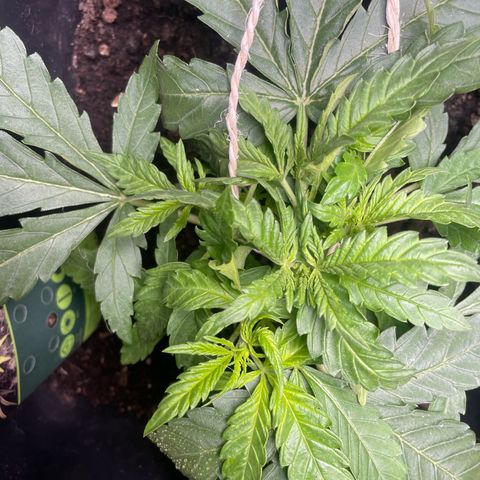 Mega Power Plant growlog timeline photo
