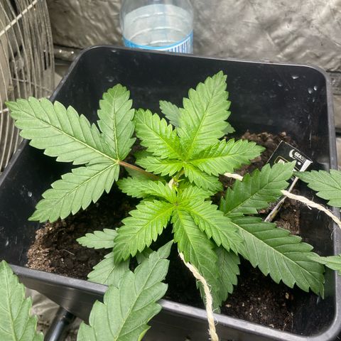 Amnesia Pro growlog timeline photo