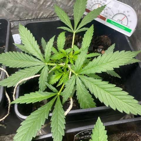 Lemon Cream Kush growlog timeline photo