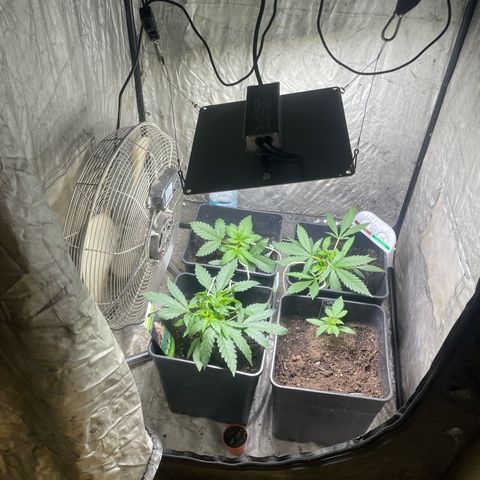Critical + + growlog timeline photo