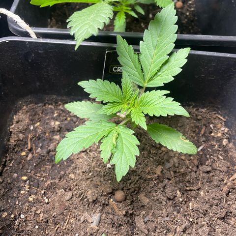 Critical + + growlog timeline photo