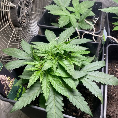 Mega Power Plant growlog timeline photo