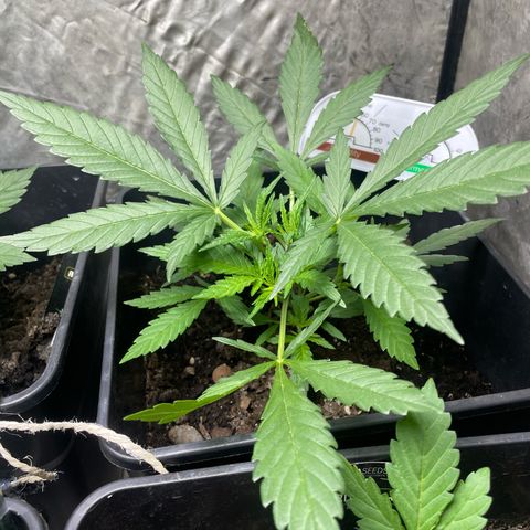 Lemon Cream Kush growlog timeline photo