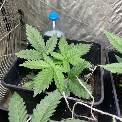 Amnesia Pro growlog timeline photo