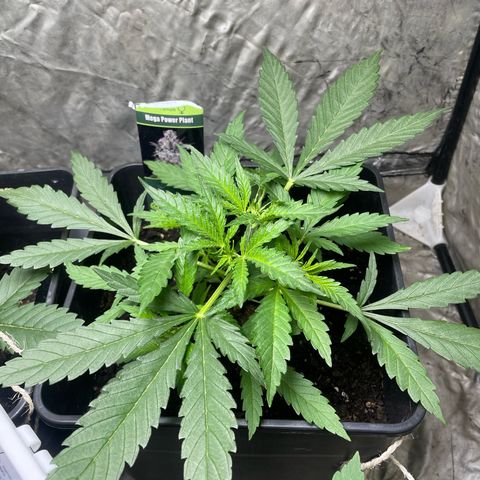 Lemon Cream Kush growlog timeline photo