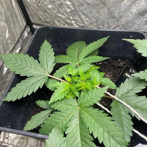 Critical + + growlog timeline photo