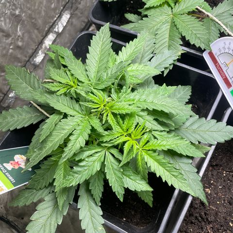 Mega Power Plant growlog timeline photo