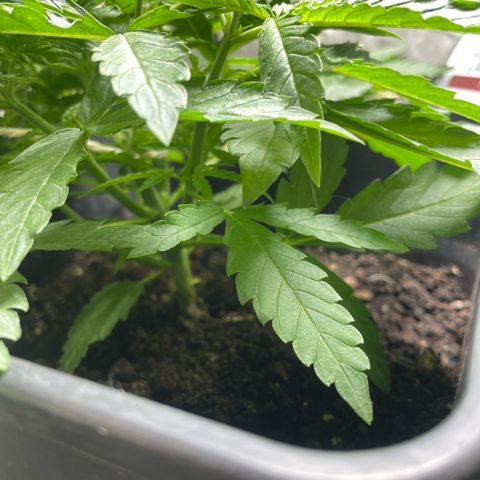 Mega Power Plant growlog timeline photo
