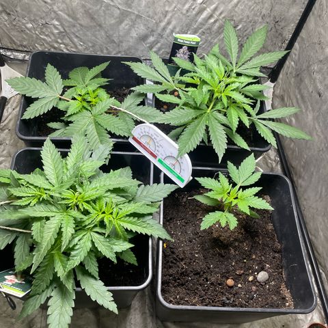 Critical + + growlog timeline photo