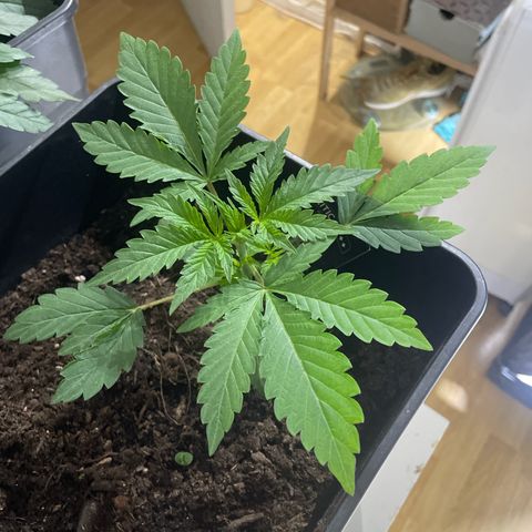 Critical + + growlog timeline photo