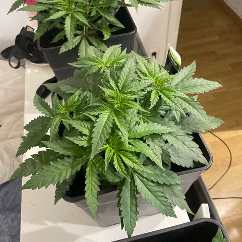 Mega Power Plant growlog timeline photo