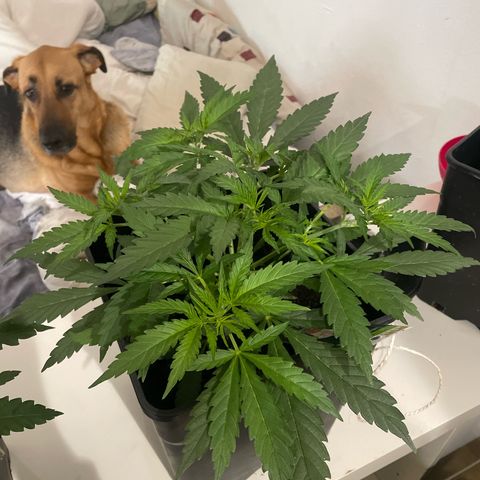 Lemon Cream Kush growlog timeline photo